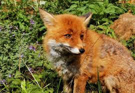 Site hosted by Neocities